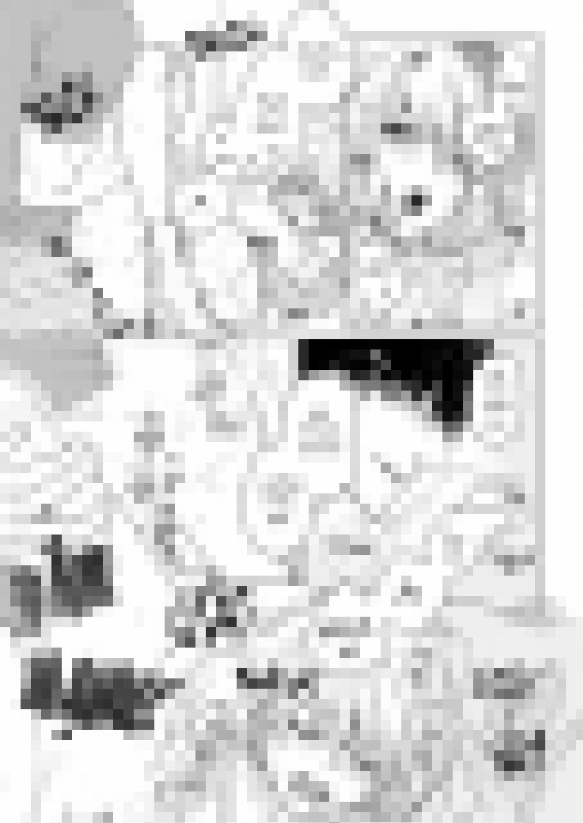 Nông Gia Đầu Gấu Dâm Khủng Khiếp! Chapter 9 - 23