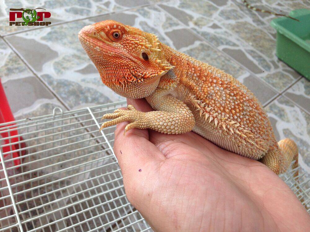 Hachuurui-Chan Wa Natsukanai Chapter 7 - 9