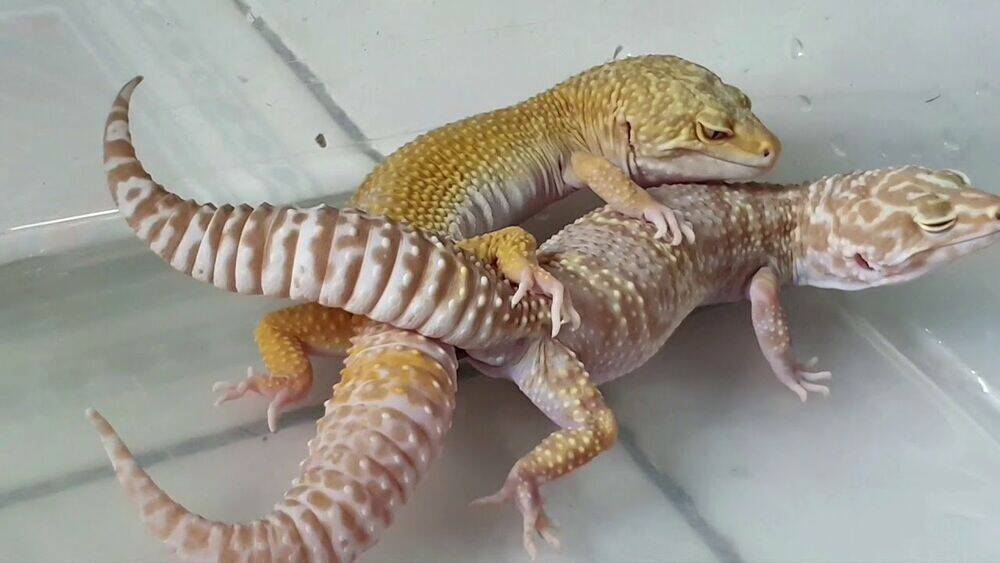 Hachuurui-Chan Wa Natsukanai Chapter 9 - 9