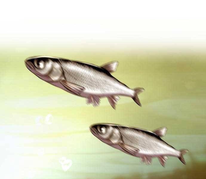 Hoá Thân Thành Cá Chapter 6 - 39