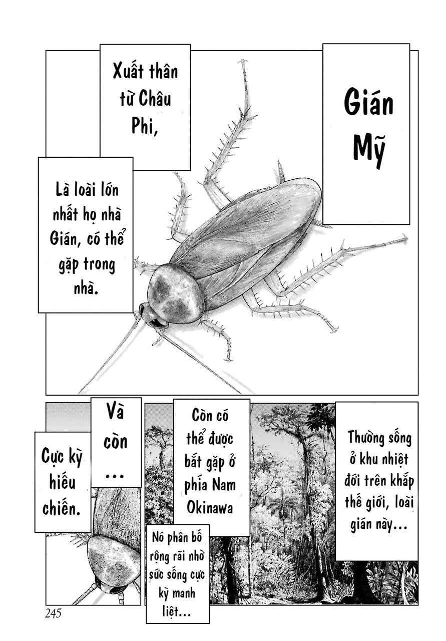Blattodea Chapter 2 - 15