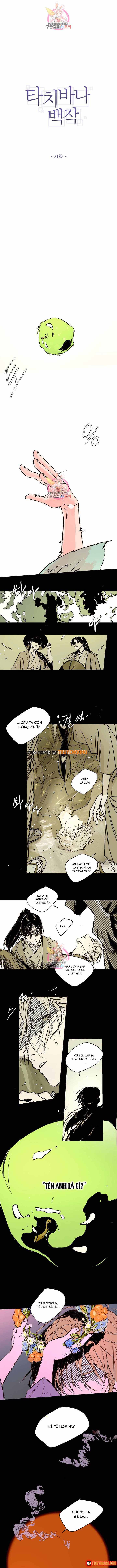 Bá Tước Tachibana Chapter 21 - 2