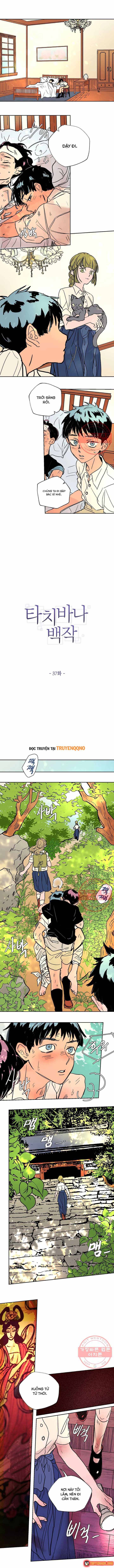 Bá Tước Tachibana Chapter 37 - 2