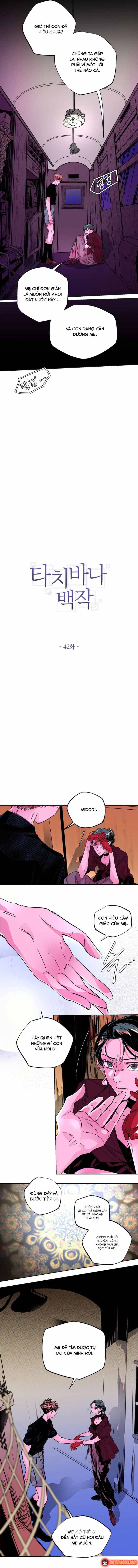 Bá Tước Tachibana Chapter 42 - 8