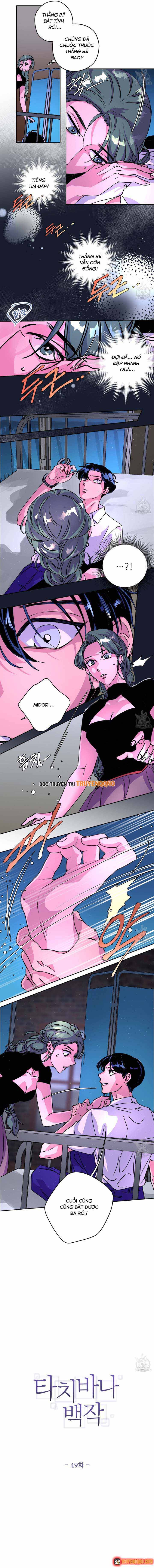Bá Tước Tachibana Chapter 49 - 8