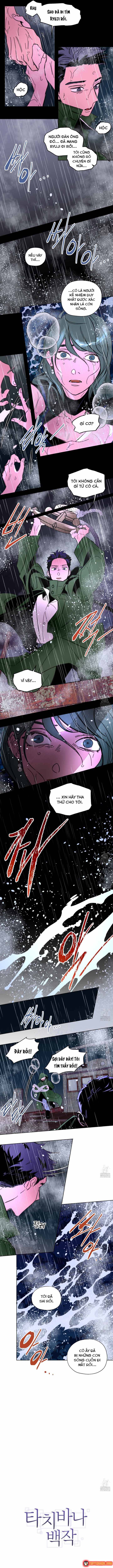 Bá Tước Tachibana Chapter 61 - 5