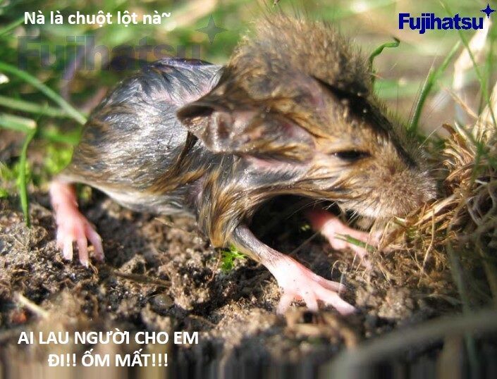 Hổ Đến Chơi Nhà Chapter 128 - 100