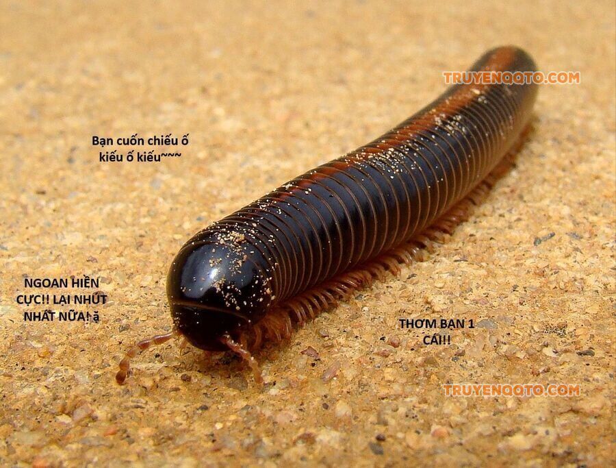 Hổ Đến Chơi Nhà Chapter 130 - 110