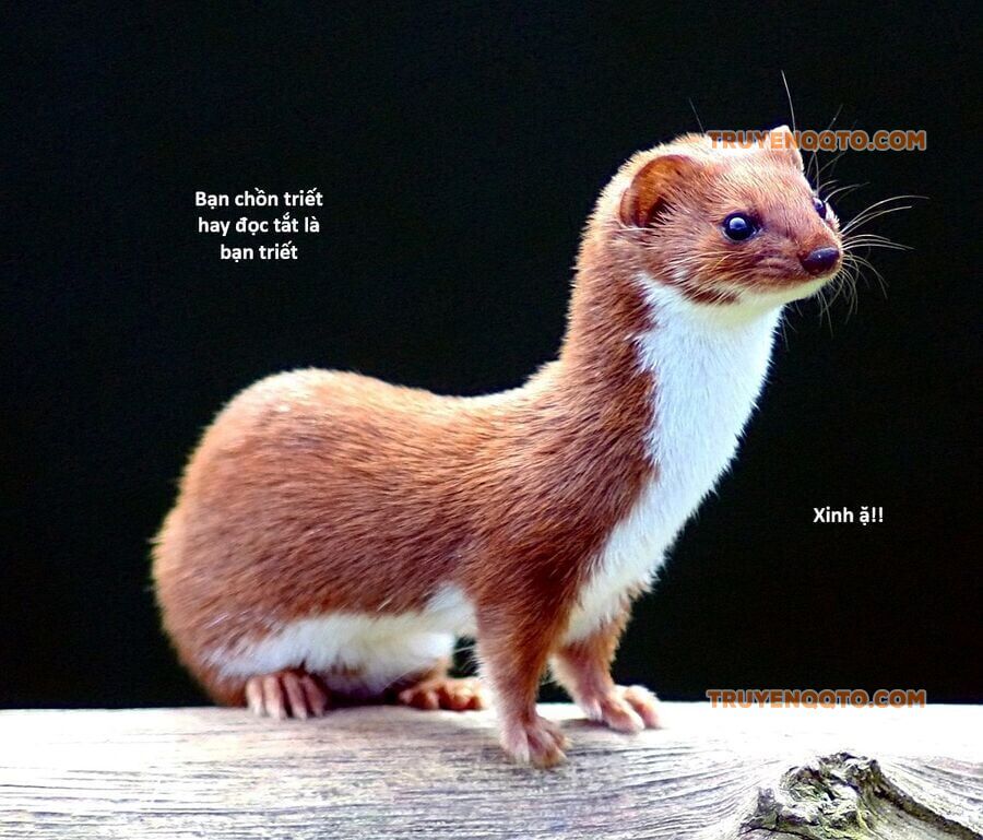 Hổ Đến Chơi Nhà Chapter 130 - 113