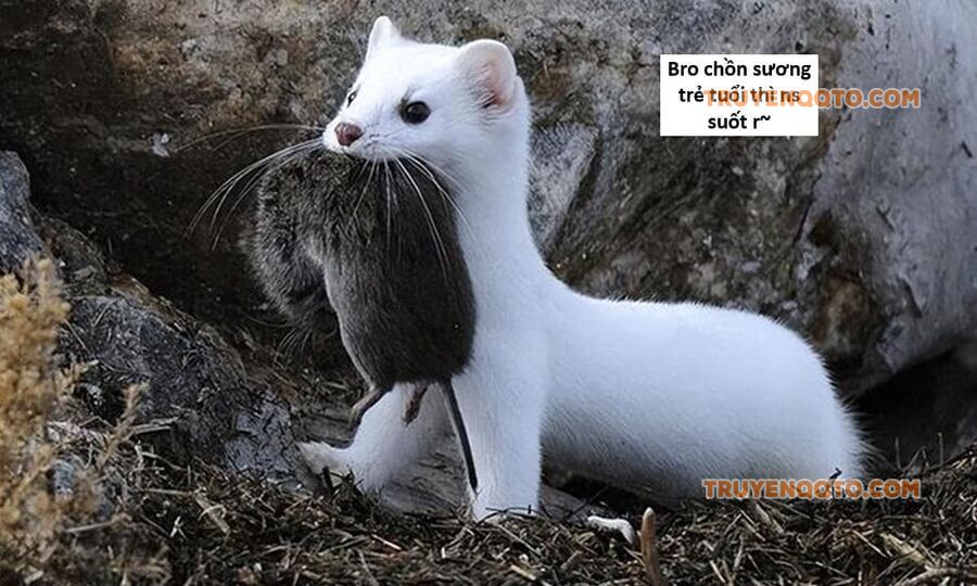 Hổ Đến Chơi Nhà Chapter 130 - 114