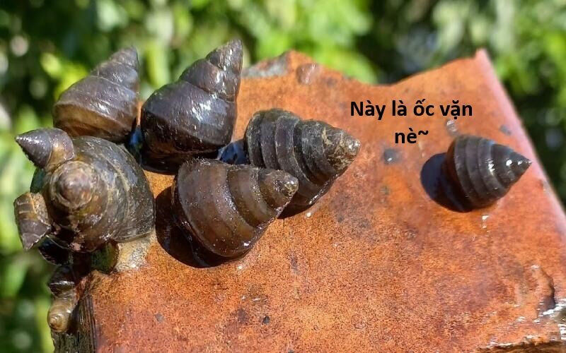 Hổ Đến Chơi Nhà Chapter 135 - 72