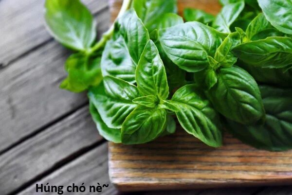 Hổ Đến Chơi Nhà Chapter 138 - 104