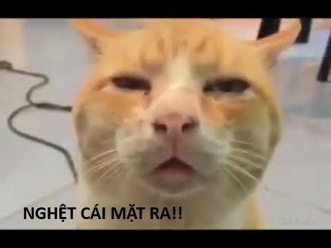 Hổ Đến Chơi Nhà Chapter 138 - 107