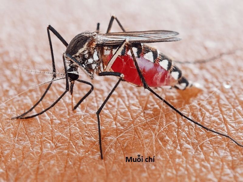 Hổ Đến Chơi Nhà Chapter 144 - 65