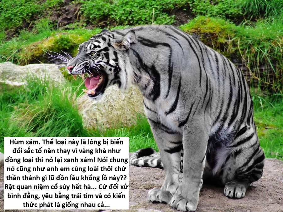 Hổ Đến Chơi Nhà Chapter 147 - 133