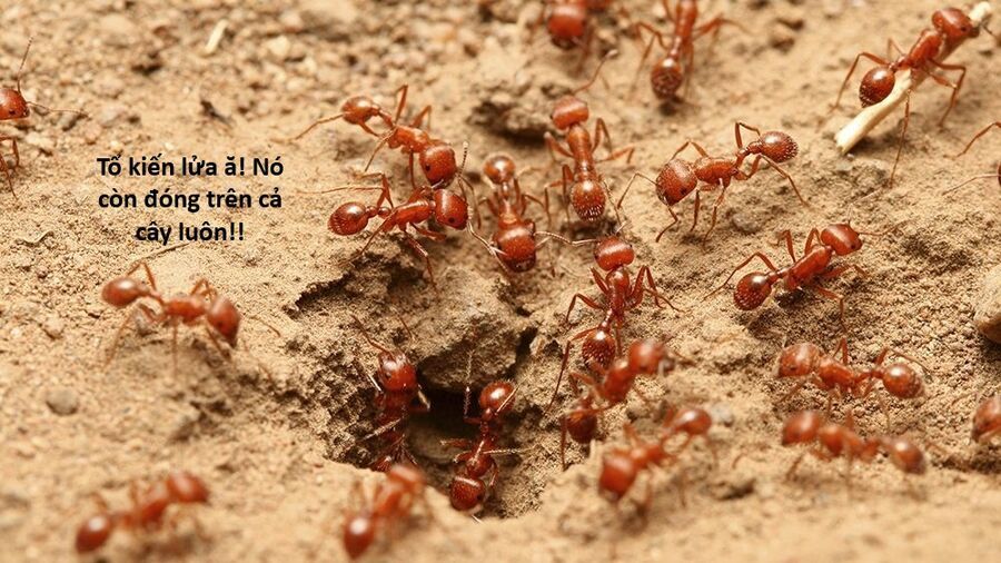 Hổ Đến Chơi Nhà Chapter 159 - 14