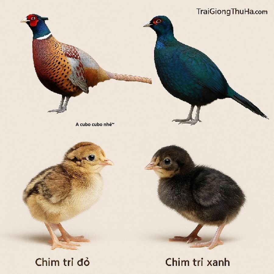 Hổ Đến Chơi Nhà Chapter 173 - 13