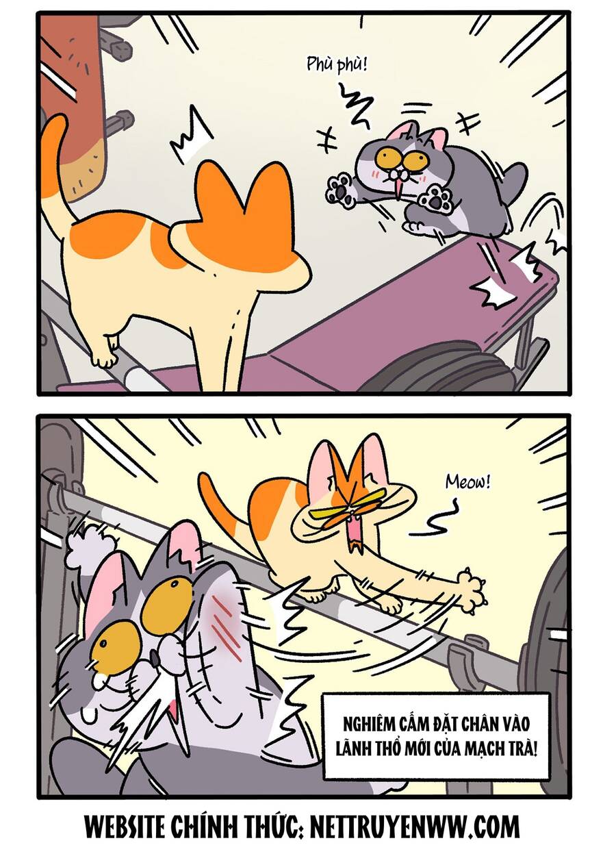 A Mãn Và Mạch Trà Chapter 120.1 - 2