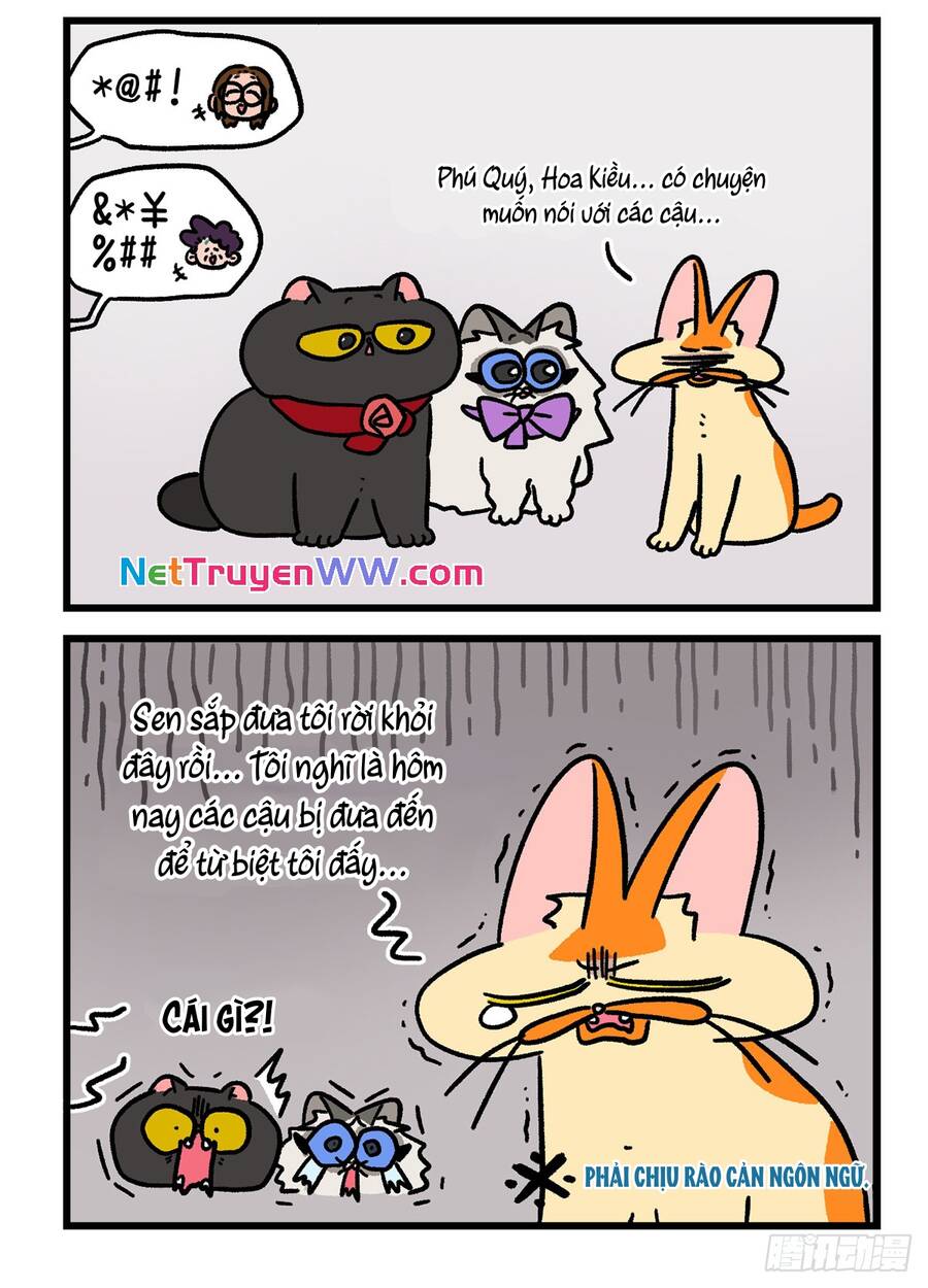 A Mãn Và Mạch Trà Chapter 137.1 - 6