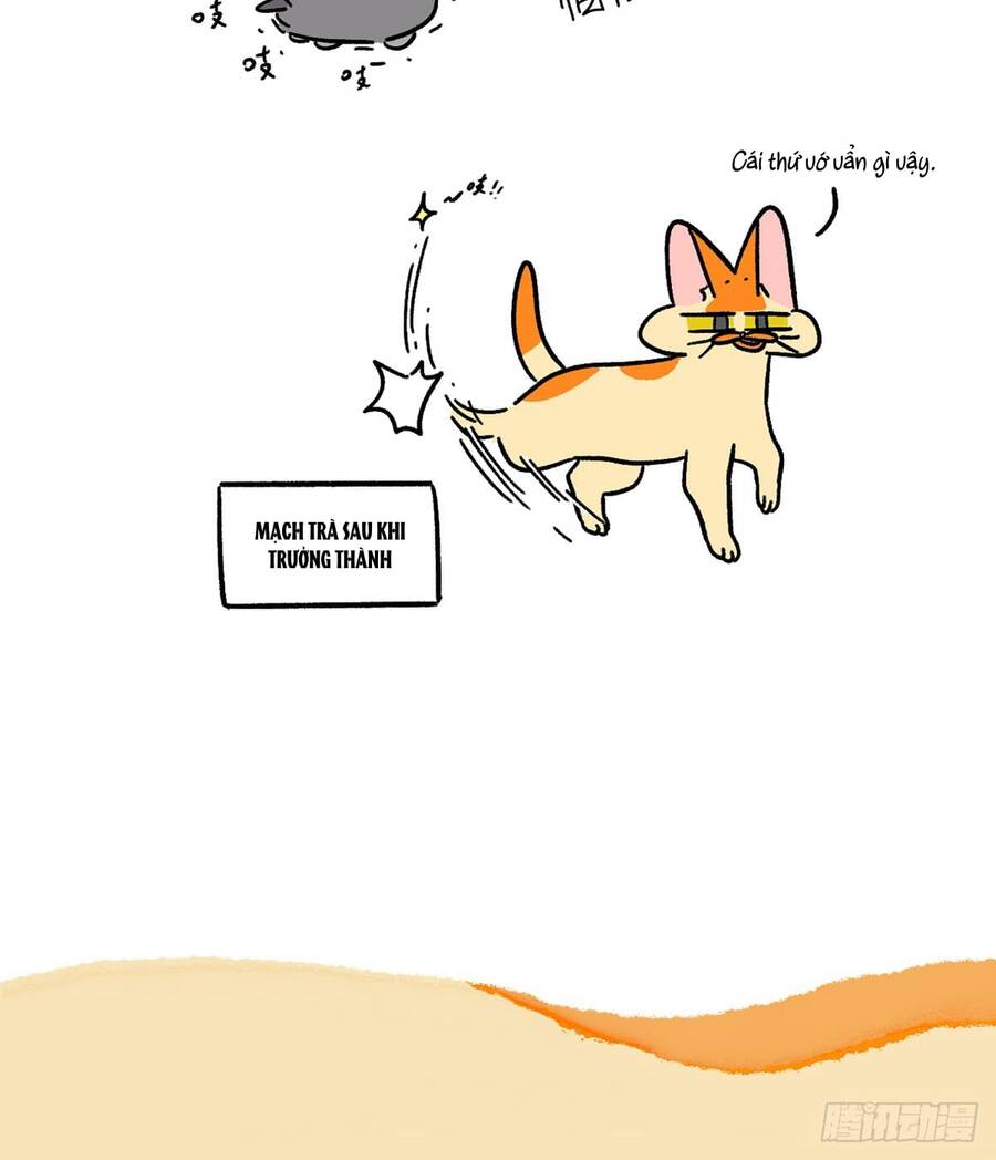 A Mãn Và Mạch Trà Chapter 156.1 - 6