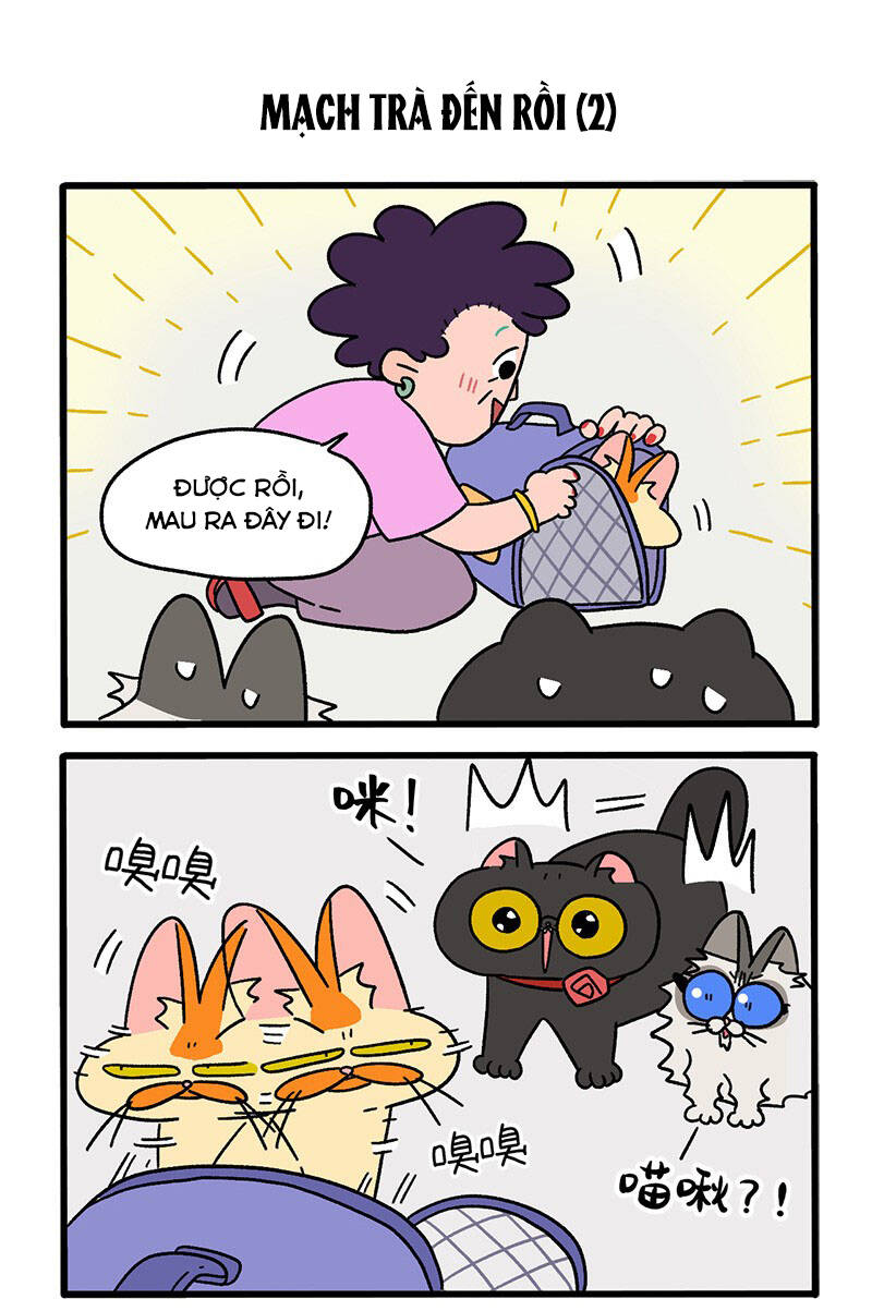 A Mãn Và Mạch Trà Chapter 35 - 3