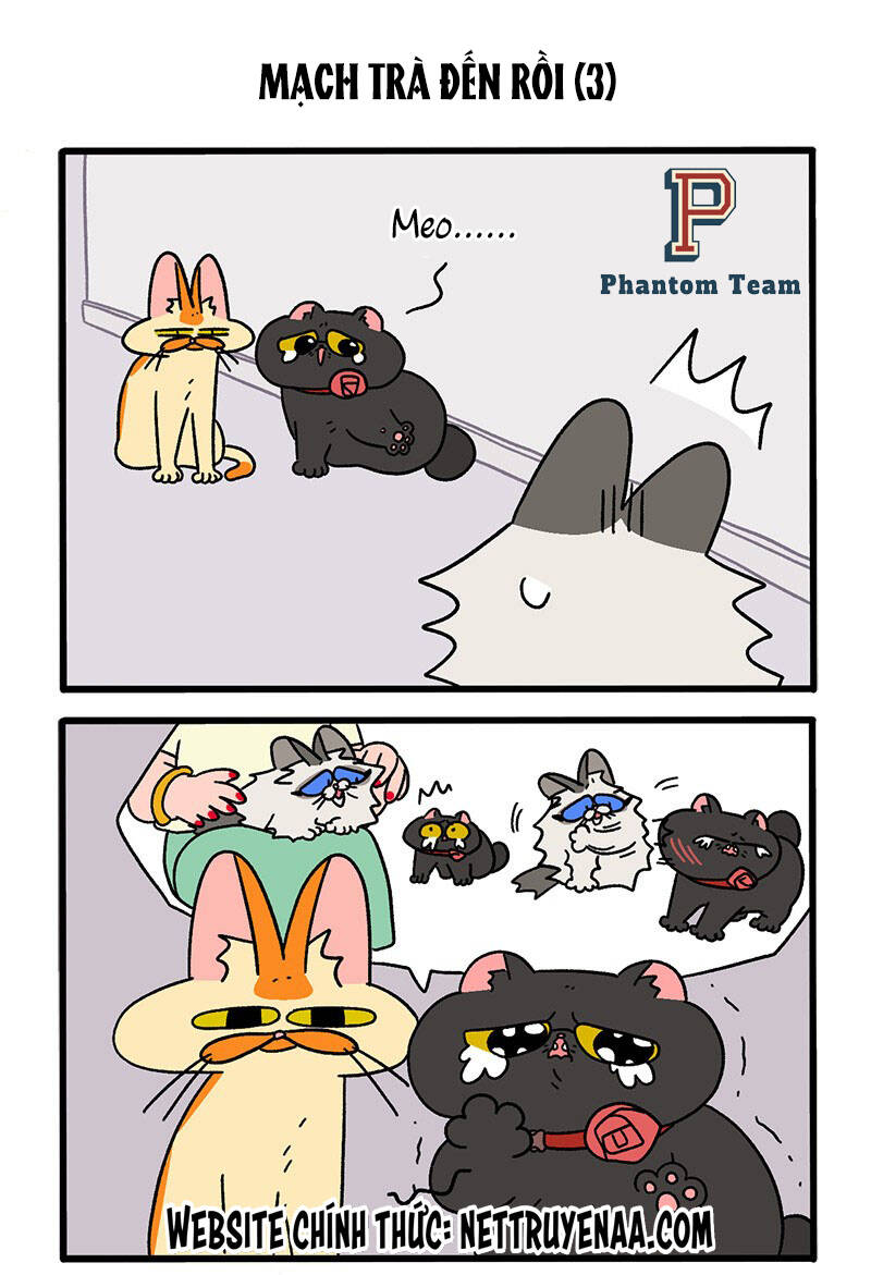 A Mãn Và Mạch Trà Chapter 35 - 5