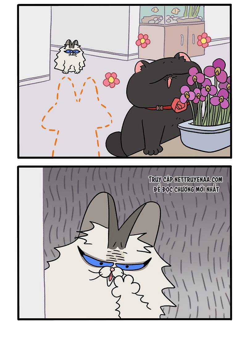 A Mãn Và Mạch Trà Chapter 36 - 4