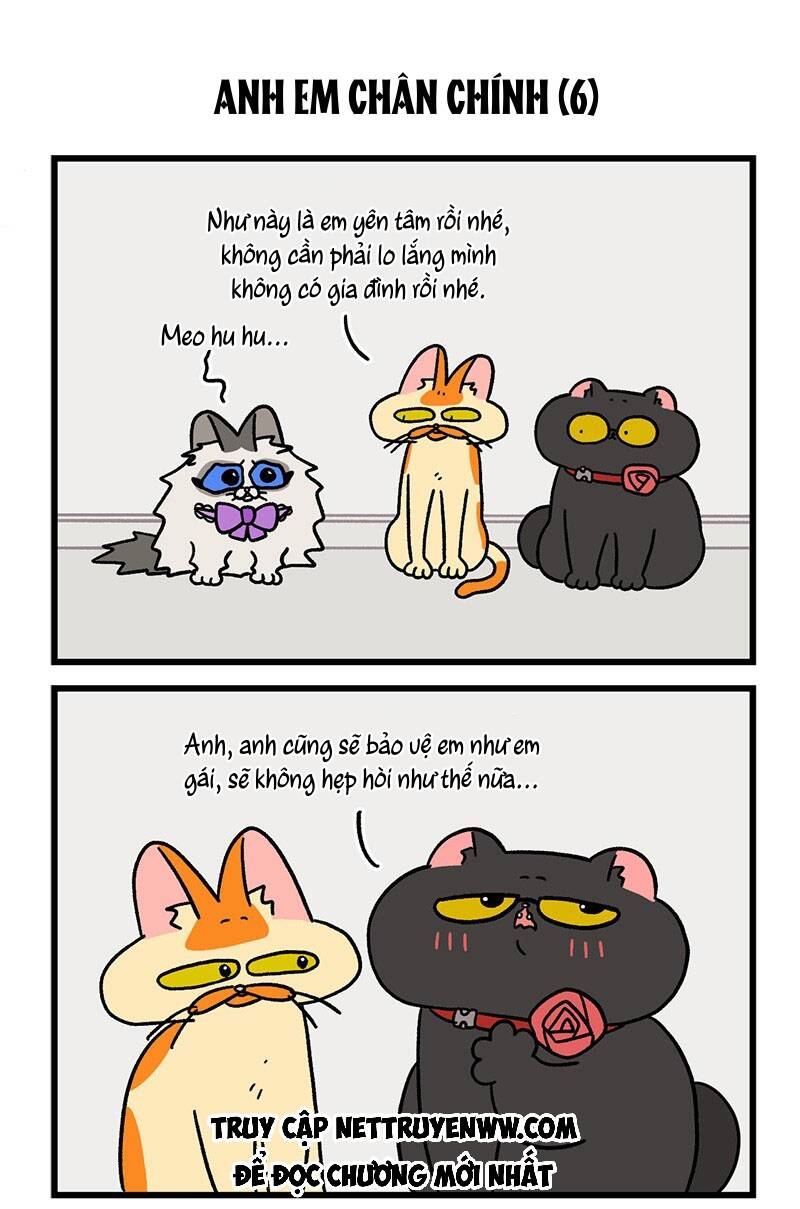 A Mãn Và Mạch Trà Chapter 49.1 - 5