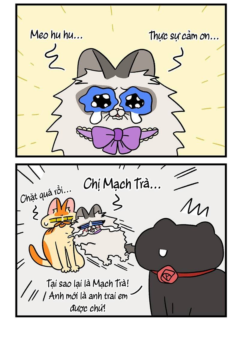 A Mãn Và Mạch Trà Chapter 49.1 - 6