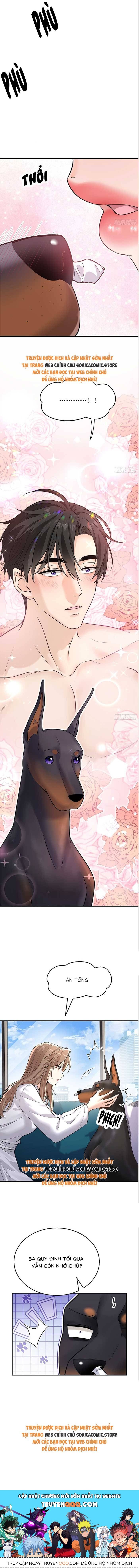 Tổng Tài Chó Chapter 6 - 12