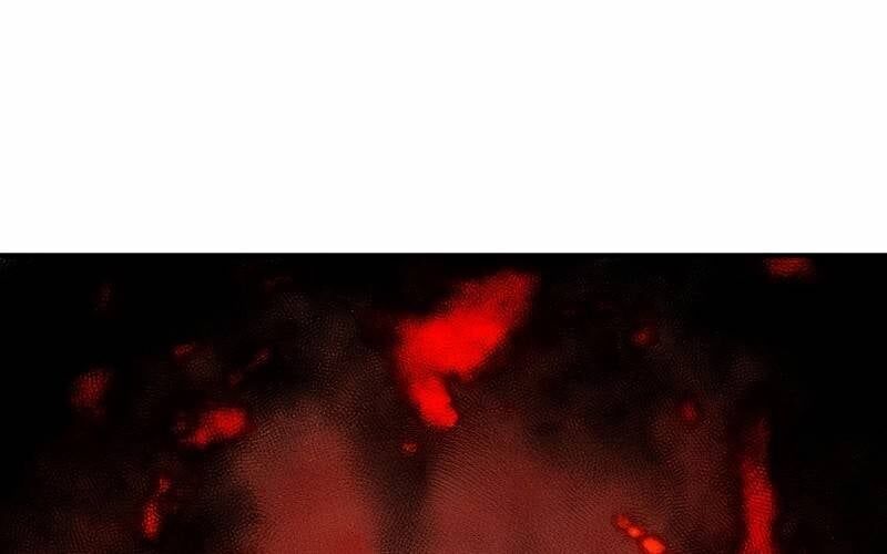 Ninja Tái Sinh : Hành Trình Của Fuuma Kotarou Để Lấy Lại Nhân Tính Chapter 6 - 156