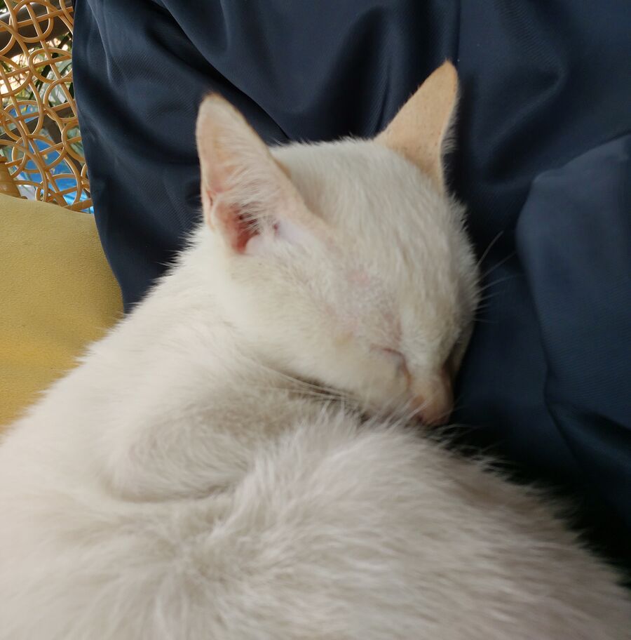 Thiên Sứ Nhà Bên Chapter 25.1 - 13